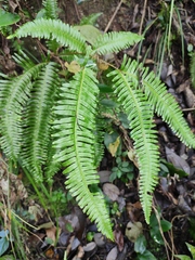 Dicranopteris pedata
