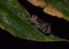 Pintalia constellaris