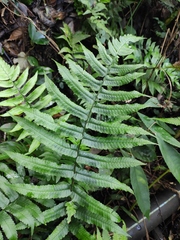 Dryopteris scottii