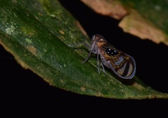 Pintalia constellaris