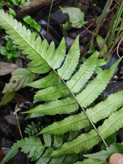 Dryopteris scottii