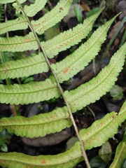 Dryopteris scottii