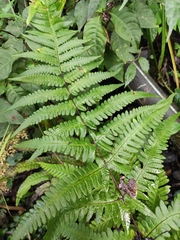 Pseudophegopteris aurita
