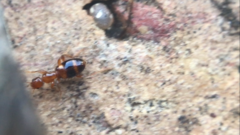 Acanthinus scitulus