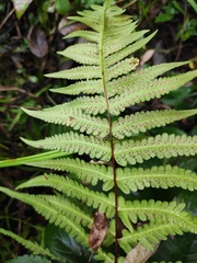 Pseudophegopteris aurita