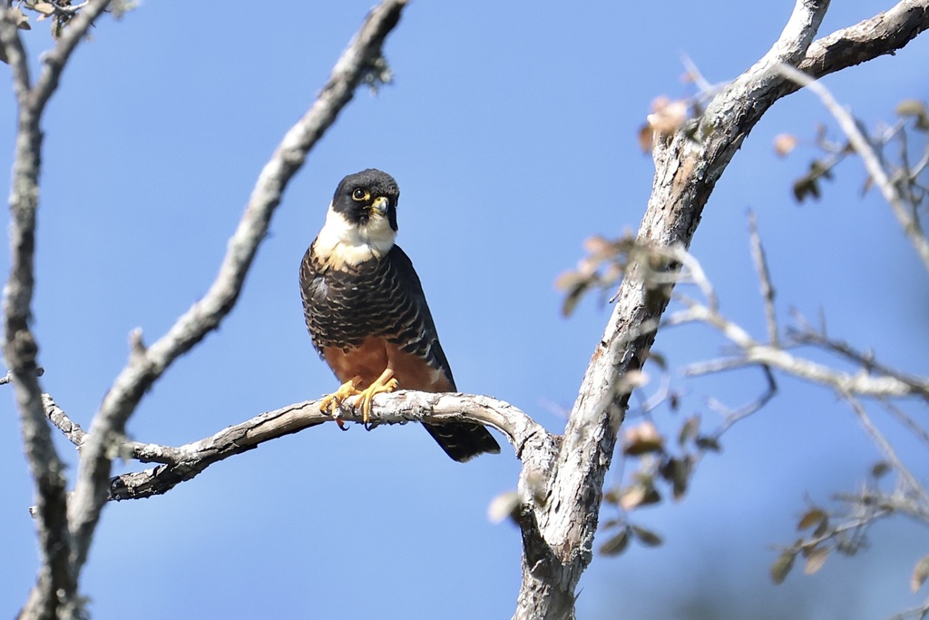 Bat Falcon from Alamo, TX, US on December 22, 2021 at 12:57 PM by Arman ...