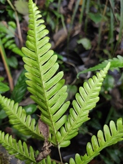 Pteris fauriei