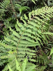 Pseudocyclosorus subochthodes