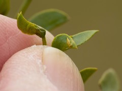 Asphondylia silicula