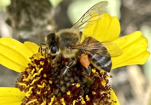 iNaturalist observation photo of Western Honey Bee