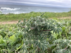Lupinus albifrons collinus