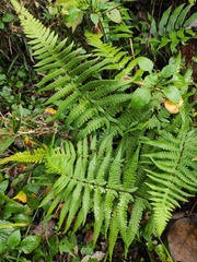 Pseudophegopteris aurita