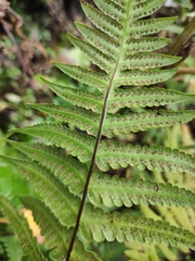 Pseudophegopteris aurita
