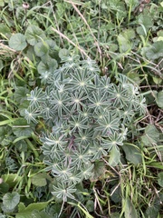 Lupinus albifrons collinus