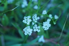 Limnosciadium pumilum