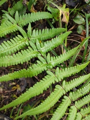 Pseudophegopteris aurita