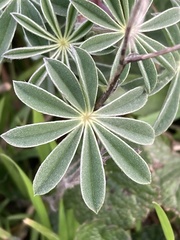 Lupinus albifrons collinus