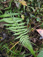 Pseudophegopteris aurita