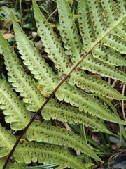 Pseudophegopteris aurita