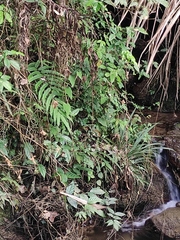 Menisciopsis penangiana