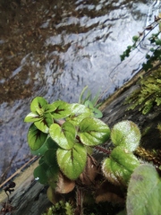 Lysimachia christinae