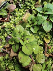 Lysimachia christinae