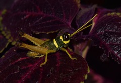 Eucosmetacris cingulata