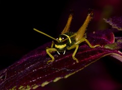 Eucosmetacris cingulata