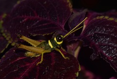 Eucosmetacris cingulata