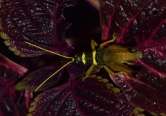 Eucosmetacris cingulata