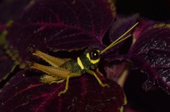 Eucosmetacris cingulata