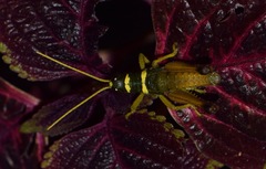 Eucosmetacris cingulata