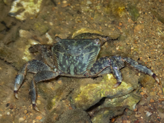 Metopograpsus quadridentatus