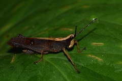 Phaeoparia