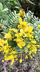 Senna auriculata