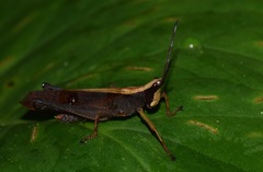Phaeoparia