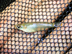 Oryzias curvinotus