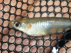 Oryzias curvinotus