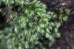 Leucobryum scabrum