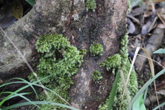 Leucobryum scabrum