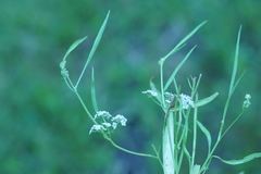 Limnosciadium pumilum