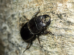 Aegus chelifer