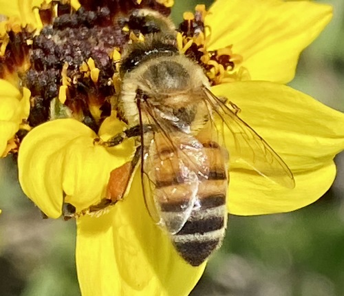 iNaturalist observation photo of Western Honey Bee