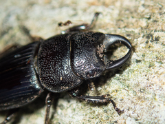 Aegus chelifer