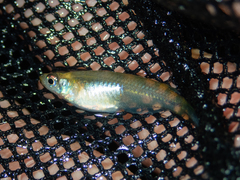 Oryzias curvinotus
