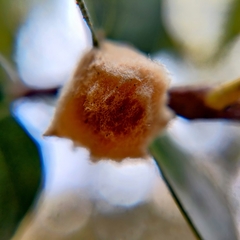 Heteroecus dasydactyli