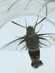 Cephonodes cunninghami