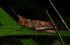 Phaeoparia