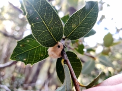 Heteroecus dasydactyli