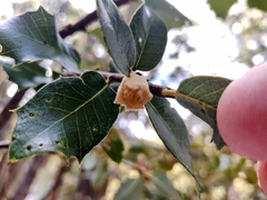 Heteroecus dasydactyli